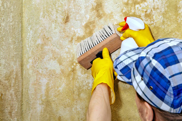 Best Water Damage & Mold Remediation  in Byram Center, NJ
