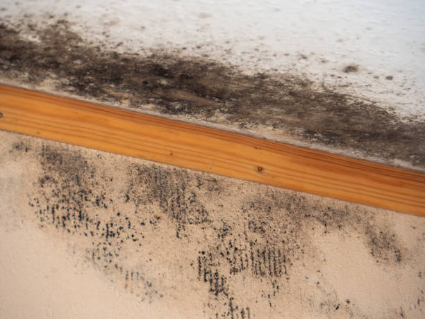 Mold Documentation for Insurance Claims in Byram Center, NJ
