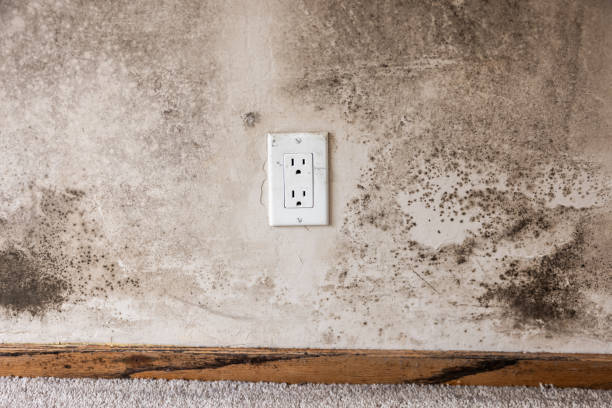 Byram Center, NJ Mold Removal Company
