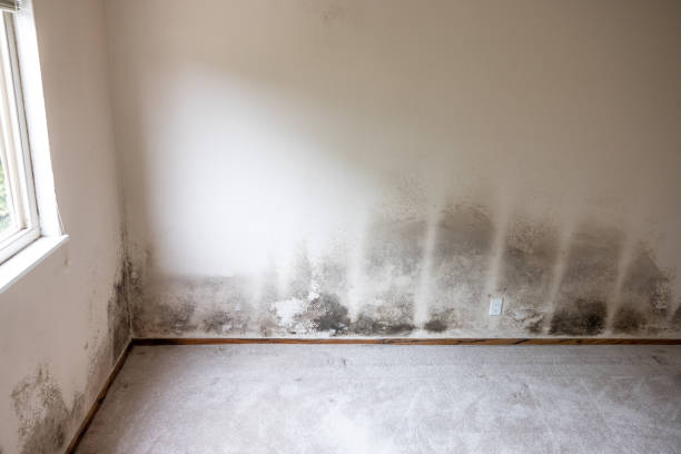 Best Attic Mold Removal  in Byram Center, NJ