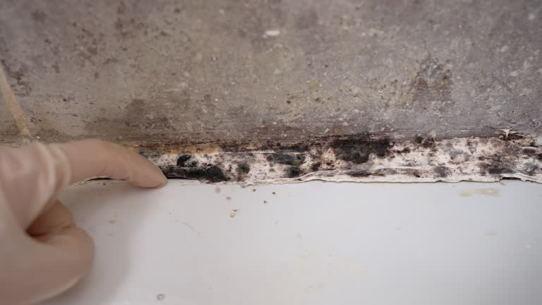 Best Mold Prevention Services  in Byram Center, NJ